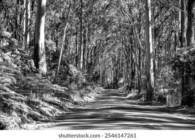 Cape Otway National Park along the Great Ocean Road, Australia. - Powered by Shutterstock