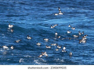 Cape petrel, pintado; above green wave; landing to feed on kitchen, scraps; above white water, l before breaking wave, petrel braking to land; clipping wave, in flight, with feet outstretched