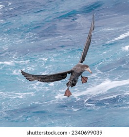 Cape petrel, pintado; above green wave; landing to feed on kitchen, scraps; above white water, l before breaking wave, petrel braking to land; clipping wave, in flight, with feet outstretched