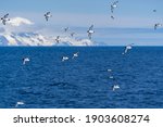 Cape Petrels (Pintados) with some Southern (Antarctic) Fulmars fly behind a ship in the Southern Ocean near the Antarctic Peninsula, with a large glacier and dark blue sea in the background.