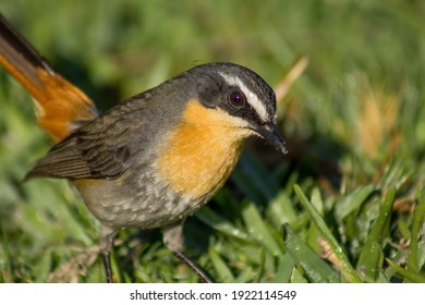 Cape Robin-Chat Up Close In Cape Point Nature Reserve. 