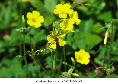 Cape Sorrel Images Stock Photos Vectors Shutterstock