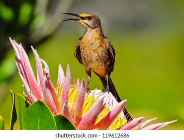 Cape Sugarbird