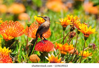 Cape Sugarbird