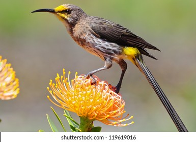 Cape Sugarbird