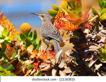 Cape Sugarbird