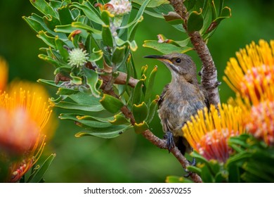 Cape Sugarbird (Promerops cafer) juvenile on Leucospermum flower. Cliff Path, Hermanus, Whale Coast, Overberg,  Western Cape. South Africa - Shutterstock ID 2065370255