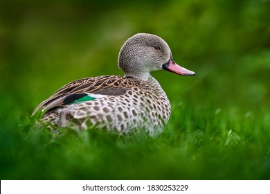 Cape teal, Anas capensis, dabbling duck from open wetlands in sub-Saharan Africa, bird from Africa. DEtail portrait of duck in the nature haitat. Teal in green vegetation near the lake water. 