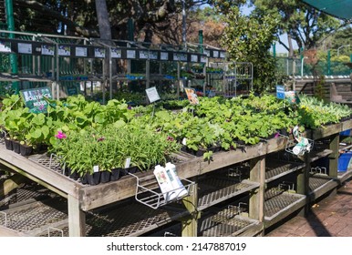 Cape Town - May 17, 2019:  Selection Of Various Seedlings On A Table In A Nursery Or Garden Centre With Selective Focus On The Centre Plants