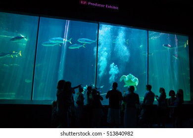 7,191 Two Oceans Aquarium Images, Stock Photos & Vectors | Shutterstock