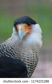 Cape Town, South Africa, Africa April 24 2016
Peregrine Falcon