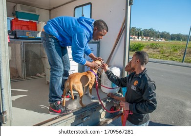 Cape Town, South Africa - Circa June 2013: A Black African Vet Treats A Sick Dog In A Township Of South Africa