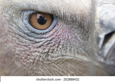 1,536 Cape vulture Images, Stock Photos & Vectors | Shutterstock