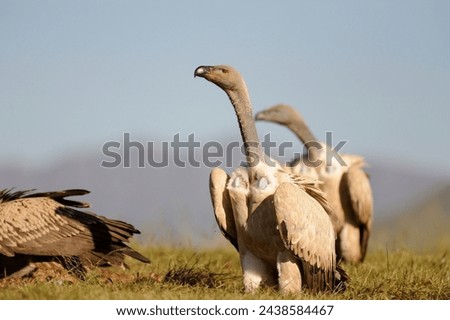 CAPE VULTURE (Gyps coprotheres)  faces in a crowd.  highly individualist neck and head feather patterns make for great variety. status: threatened. numbers dropping rapidly across entire range. 