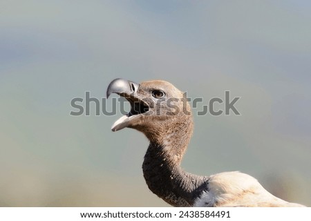 CAPE VULTURE (Gyps coprotheres)  faces in a crowd.  highly individualist neck and head feather patterns make for great variety. status: threatened. numbers dropping rapidly across entire range. 