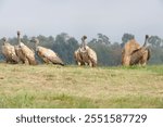 CAPE VULTURE (Gyps coprotheres) gather at a carcass on a hillside, Drakensberg foothills, Underberg, South Africa