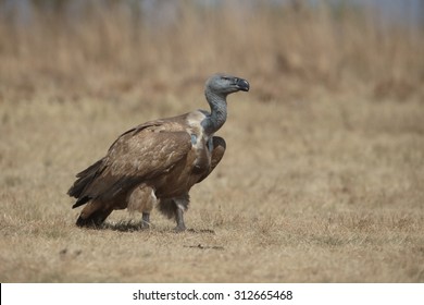 1,536 Cape vulture Images, Stock Photos & Vectors | Shutterstock