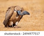 Cape vulture photographed in South Africa.