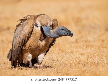 Cape vulture photographed in South Africa.