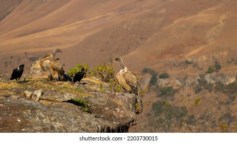 Cape Vultures And Other Birds In Golden Light At Giants Castle Bird Hide