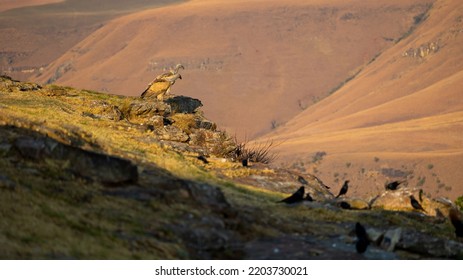 Cape Vultures And Other Birds In Golden Light At Giants Castle Bird Hide