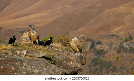 Cape Vultures And Other Birds In Golden Light At Giants Castle Bird Hide