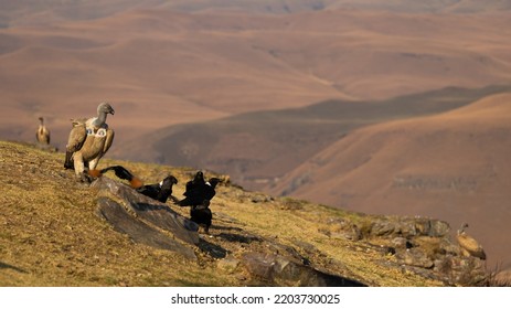 Cape Vultures And Other Birds In Golden Light At Giants Castle Bird Hide