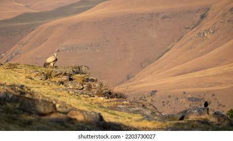 Cape Vultures And Other Birds In Golden Light At Giants Castle Bird Hide