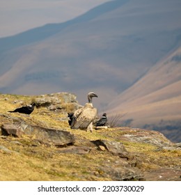 Cape Vultures And Other Birds In Golden Light At Giants Castle Bird Hide