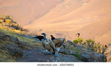 Cape Vultures And Other Birds In Golden Light At Giants Castle Bird Hide