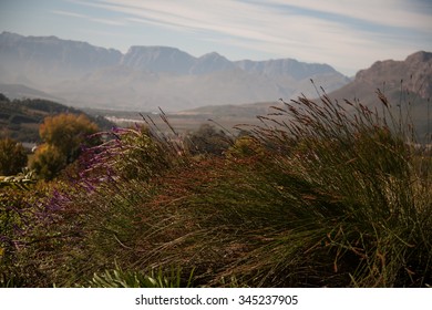 Cape Wine Lands, Stellenbosch, South Africa