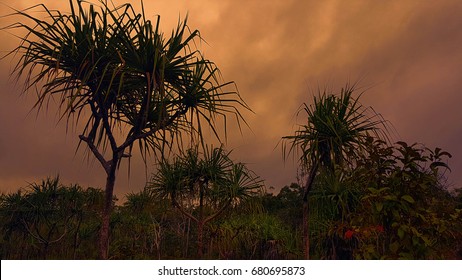 Cape York Australia Pandanus Trees In The Sunset