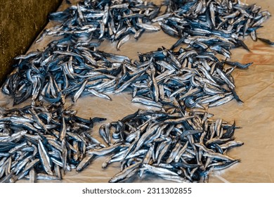 Capelin fish for sale at fish market - Shutterstock ID 2311302855