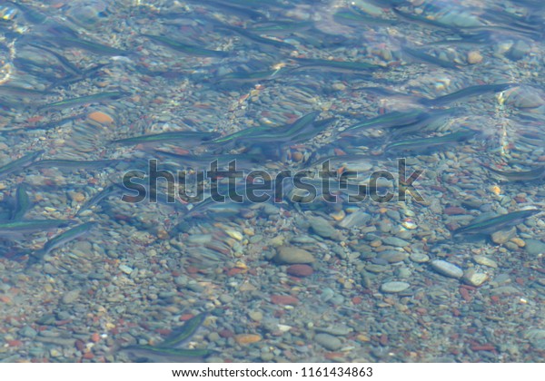 Capelin fish swimming in clear water with rocks\
on the bottom of the ocean. The fish are small, long and thin\
swimming in a school.