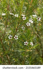 Capemay (Coleonema album), wild white flower in green background