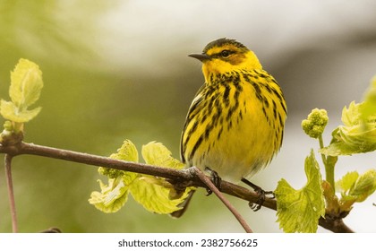 Capemay warbler in Sprong migration
