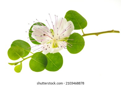 Caper Branch With Flower Isolated On White