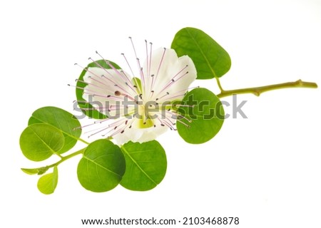 Caper branch with flower isolated on white
