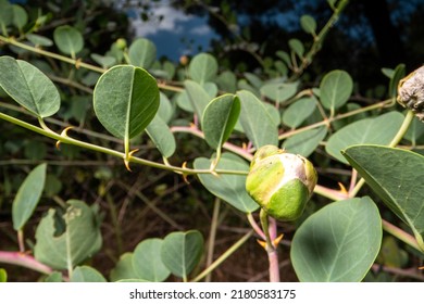 Caper Flower. Green Foliage And Thorny Branches.