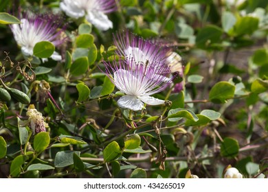 Caper Plant With Blossom