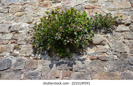 Caper Plant On The Stone Wall.