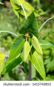 Caper spurge, Euphorbia lathyris, in spring