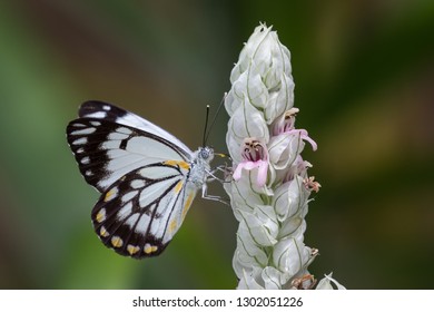 Caper White Butterfly