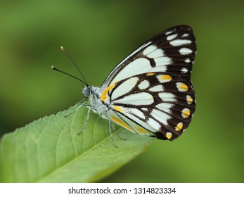 Caper White Butterfly