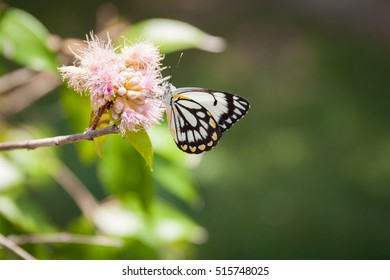 Caper White Butterfly Resting On Flower