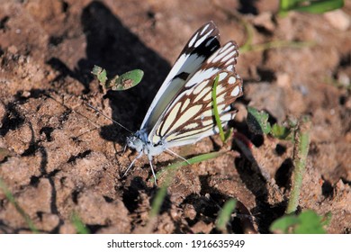 Caper White Butterfly In The Wild