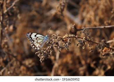 Caper White Butterfly In The Wild