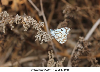 Caper White Butterfly In The Wild