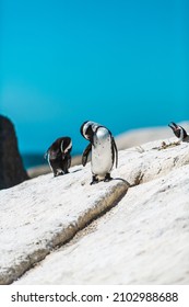 CAPETOWN, SOUTH AFRICA - Nov 22, 2021: A beautiful shot of some penguins at a beach in Capetown, South Africa