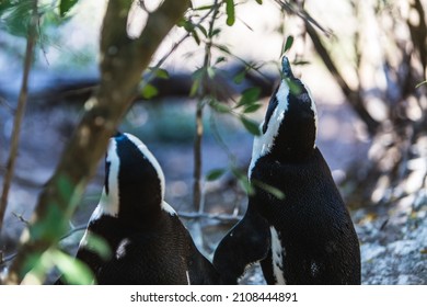 CAPETOWN, SOUTH AFRICA - Nov 22, 2021: A closeup shot of two penguins in the wild in Capetown, South Africa